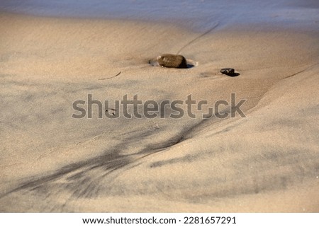 Sea snails on the beach