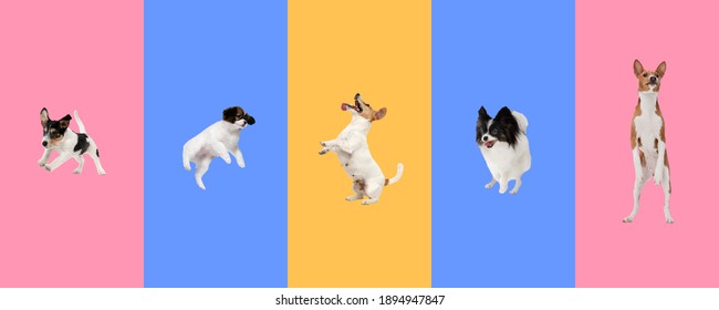 Creative collage of five different breeds of dogs. Flyer for ad. - Shutterstock ID 1894947847