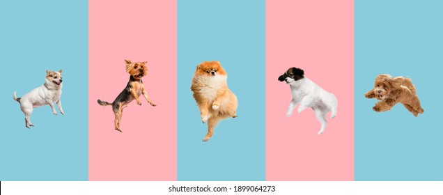 Creative collage of five different breeds of dogs. Flyer for ad.