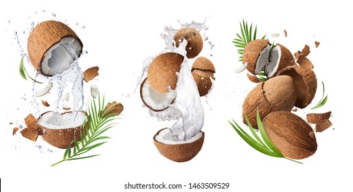 Creative Collection set with Flying in air fresh ripe whole and cracked coconut with milk splashes  isolated on white background. Food levitation concept. High resolution image, 3d concept