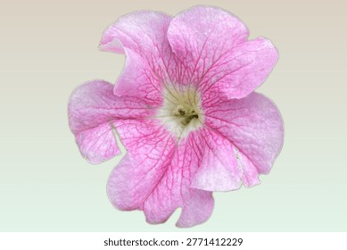 Creative comparison between a hand-painted blue watercolor flower and a real pink petunia blossom placed side by side on a textured beige background. Concept of art vs nature, creativity, design inspiration, and floral beauty. Minimal composition with copy space, ideal for artistic, botanical, and conceptual use.