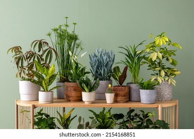 Creative composition of botanic home interior design with lots of plants in classic designed pots and accessories on the wooden chest of drawers. Green wall. Nature and plants love concepts. 