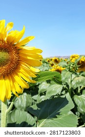 Creative composition featuring a partial sunflower with generous copy space above a blooming sunflower field. Bright summer agricultural background suitable for seasonal, environmental and farming themes.