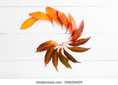 Creative composition in form of spiral from colorful autumn leaves top view. Color gradient from yellow and orange to red made from autumn leaves on white wooden background - Powered by Shutterstock