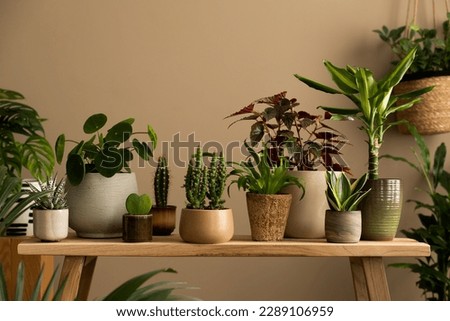 Creative composition of living room interior with plants in flowerpots, wooden bench, cacti, brown wall and personal accessories. Home decor. Template.