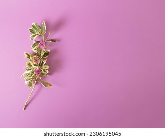 Creative composition of spring branch and pink background. Flowerscape flat lay.