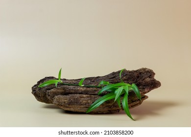 Creative composition of tree bark and green leaves with copy space. Mockup for product. Eco friendly. Biophilic design. Cosmetics, skin care, beauty, body treatment concept. 