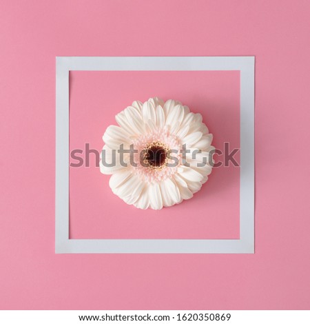 Creative composition of white flower and frame. Pink background. Flowerscape flat lay.