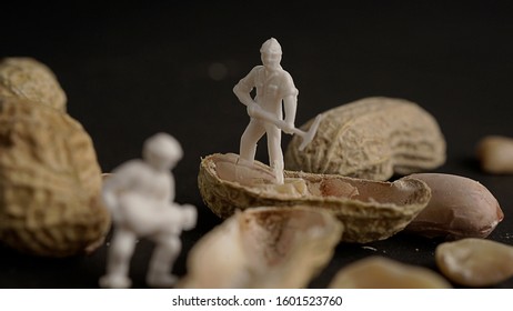 Creative concept with miniature people. People Working with Food, Miniature people harvesting nuts/cashews, construction site - Powered by Shutterstock