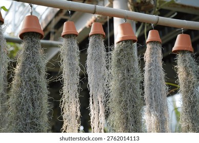 A creative and eye-catching display of various plants hanging from a string in an indoor setting.