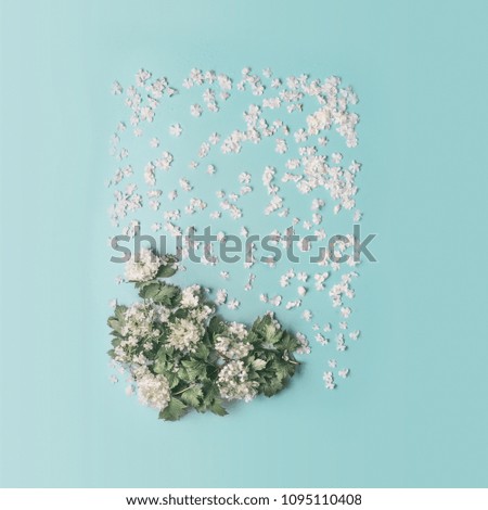 Similar – White flowers and petals frame on light blue