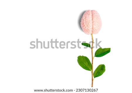 Creative flourishing intellect concept: Brain flower composition with a fresh stem, green leaves and miniature anatomical replica of a human brain isolated on white with copy space.