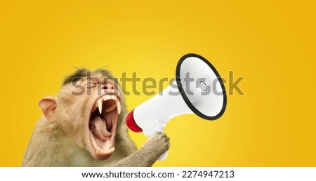 Creative funny monkey is holding and screaming into a loudspeaker. Business and management, concept. Creative advertising idea. Management and marketing. 