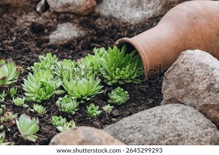 A creative garden composition features a tipped clay pot with succulents cascading onto the ground