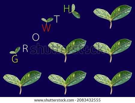 Creative grapth layout of green leaves with growth written on it isolated blue background for design or illustration, business growth concept.