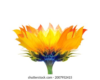  A Creative And Hot Sunflower Flame Poster Design For Advertising, Branding, Hoarding. 