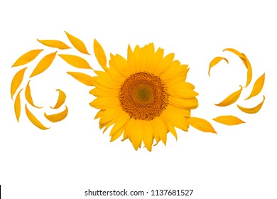 Creative Idea Flower Of A Sunflower And Petals Flying In The Wind. Abstraction And Wave. Agricultural Topics. Place For Text. Flat Lay, Top View