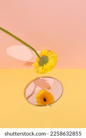 Creative idea yellow gerbera reflected in the mirror on sunny day. Minimal concept flower on yellow and pink background.