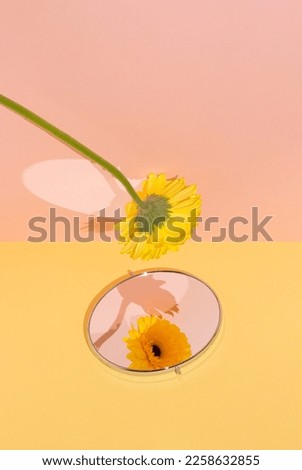 Creative idea yellow gerbera reflected in the mirror on sunny day. Minimal concept flower on yellow and pink background.