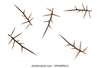 Creative layout of acacia thorns on a white background. Creative flat set of acacia thorns.