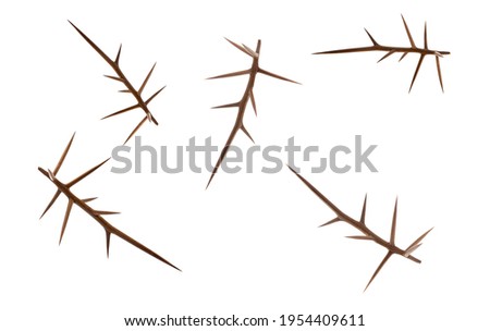 Creative layout of acacia thorns on a white background. Creative flat set of acacia thorns.