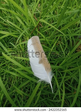 creative layout of a chicken feather with a green grass background. Central Java, Indonesia. February 2024.