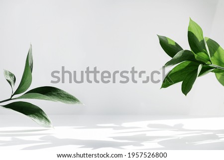 Creative layout of colorful riskus leaves on a white background in the rays of the sun, with shadows. Minimal summer exotic concept with copy space.