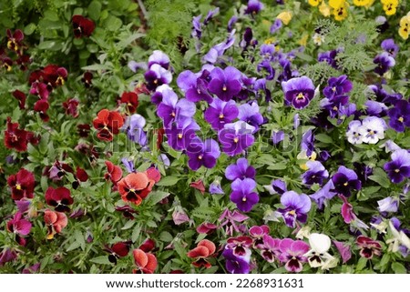 Creative layout of colorful small red, purple, yellow spring flowers in front of the Avicenna tomb in Hamadan, Iran. Nature concept 