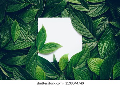 Creative layout composition frame of juicy green leaves with beautiful texture with paper card note, macro. Flat lay. Nature concept, copy space - Shutterstock ID 1138344740