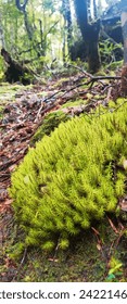 Creative layout creates green moss on the vegetation. Flat. Nature Concept
