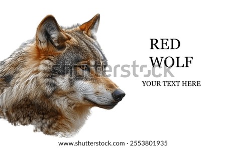 Creative Layout Featuring Red Wolf Isolated on a White Background