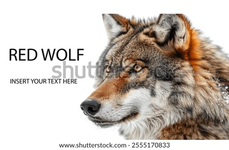 Creative Layout Featuring Red Wolf Isolated on a White Background