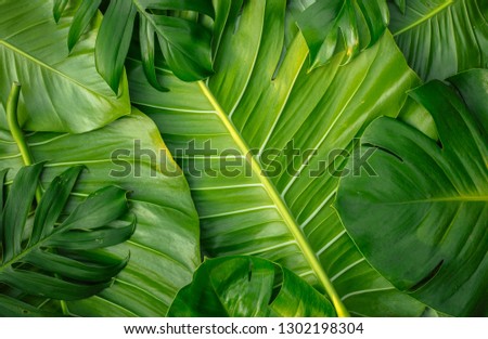 Creative layout green leaves. Flat lay.