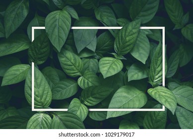 creative layout, green leaves with white square frame, flat lay, for advertising card or invitation - Shutterstock ID 1029179017