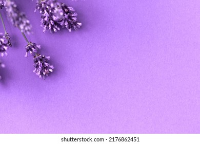 Creative layout from lavender flowers on lilac background. Flatlay with copy space.
