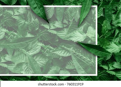Creative layout of leaves with a paper border. Flat lay. Nature concept. - Shutterstock ID 760311919