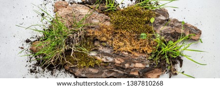 Creative layout made of bark tree, moss and earth with grass for organic cosmetic products on grey with copy space. Environmentally clear nature concept background. Top view. Long wide banner.