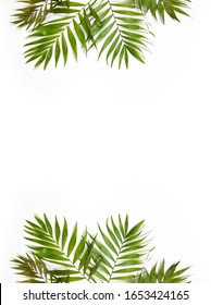 Palm Leaf Border High Res Stock Images Shutterstock