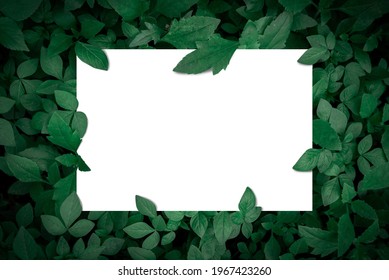 Creative Layout Made Of Flowers And Leaves With Paper Card Note.Square Frame.Nature Concept.leaf In Forest.