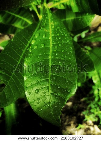 Creative layout made of grean leafes and dew drop. Flat lay. Nature concept