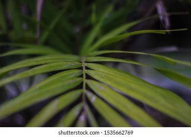 Creative layout made of green leaf. Flat lay.