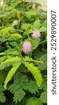 creative layout made of green leaves and pink flower. Mimosa pudica, L flower is low growing,much branched, prickly, perennial shurb. 