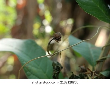 Creative Layout Made Of Green Leaves And Wilted Flower,nature Concept