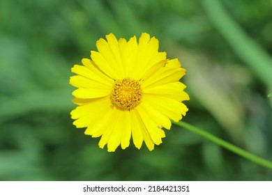 Creative Layout Made Of Green Leaves And Yellow Flower. Flat Lay. Nature Concept