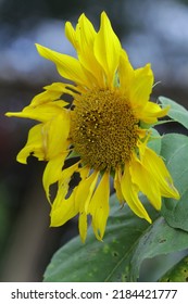 Creative Layout Made Of Green Leaves And Yellow Flower. Flat Lay. Nature Concept