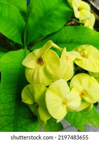 Creative Layout Made Of Green Leaves And Yellow Flower. Flat Lay. Nature Concept