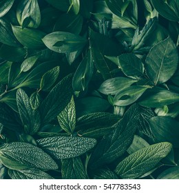 Creative layout made of green leaves. Flat lay. Nature background - Shutterstock ID 547783543