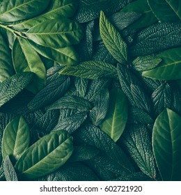 Creative layout made of green leaves. Flat lay. Nature concept - Shutterstock ID 602721920