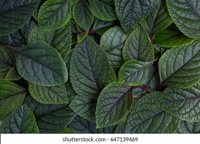 Creative Layout Made Of Green Leaves. Flat Lay. Nature Background