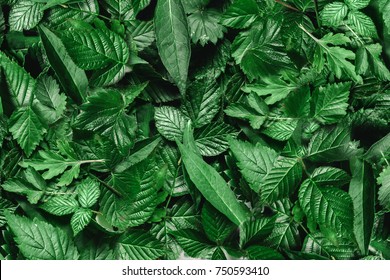 Creative layout made of green leaves. Flat lay. Nature background - Shutterstock ID 750593410